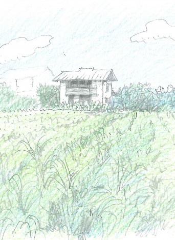トウモロコシ畑の木組みの家