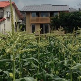 トウモロコシ畑と木組の家